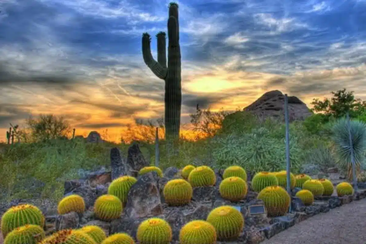 Desert Botanical Garden