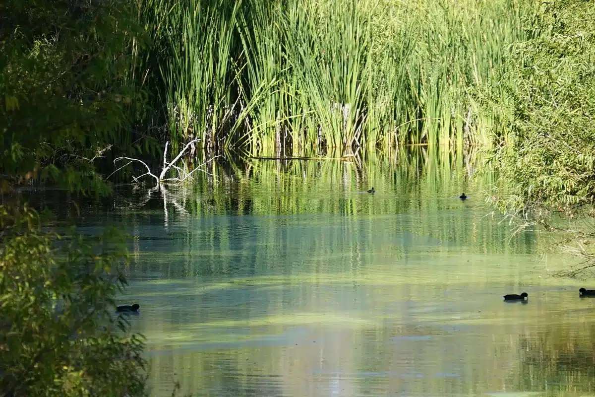 Hassayampa River Preserve